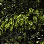 Living Walls