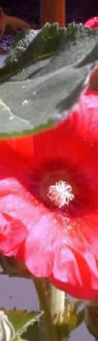 Red Flower
