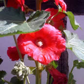 Hibiscus